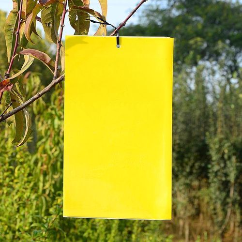 Pièges à insectes collants : pièges collants jaunes, attractifs pour insectes à double face, pièges collants bleus, pièges imperméables pour attirer et tuer les pucerons, les aleurodes et les petits insectes volants.