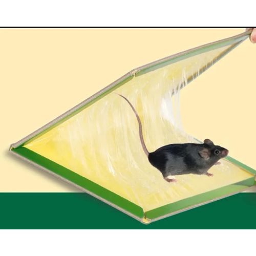 Piège à Colle Pour Souris