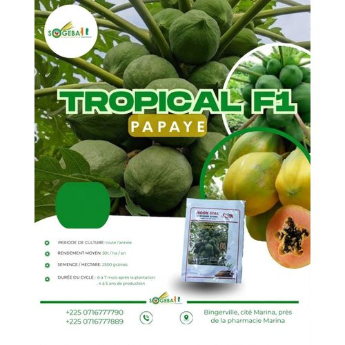 SEMENCE PAPAYE TROPICAL F1 - 1000 graines