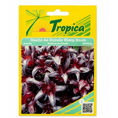 Semences d'Oseille de Guinée (Roselle) Bisep Koom Tropica – Graines Hybrides de Qualité