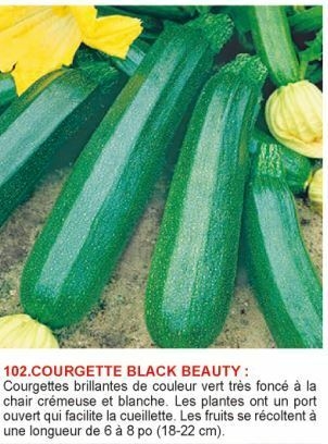 1617183727-courgette-black-beauty.jpg