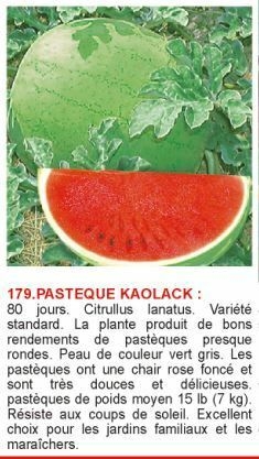 1617188008-pasteque-kaolack.jpg