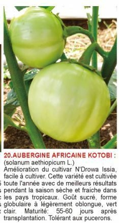 1617126023-aubergine-africaine-kotobi.jpg