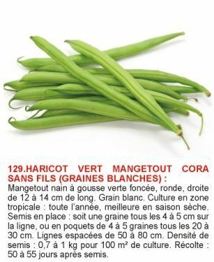 1617185373-haricot-vert-sans-fils-gr-blanches.jpg