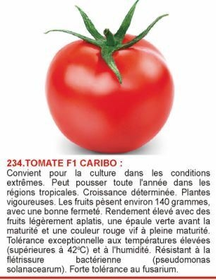 1617188678-tomate-f1-caribo.jpg