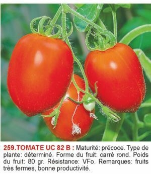 1617189016-tomate-uc-82-b.jpg