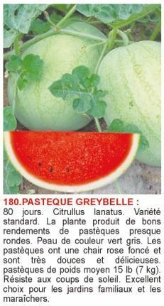 1617187930-pasteque-greybelle.jpg