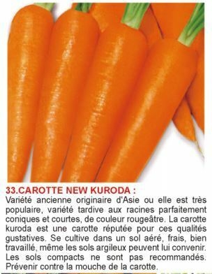 1617127980-carotte-new-kuroda.jpg