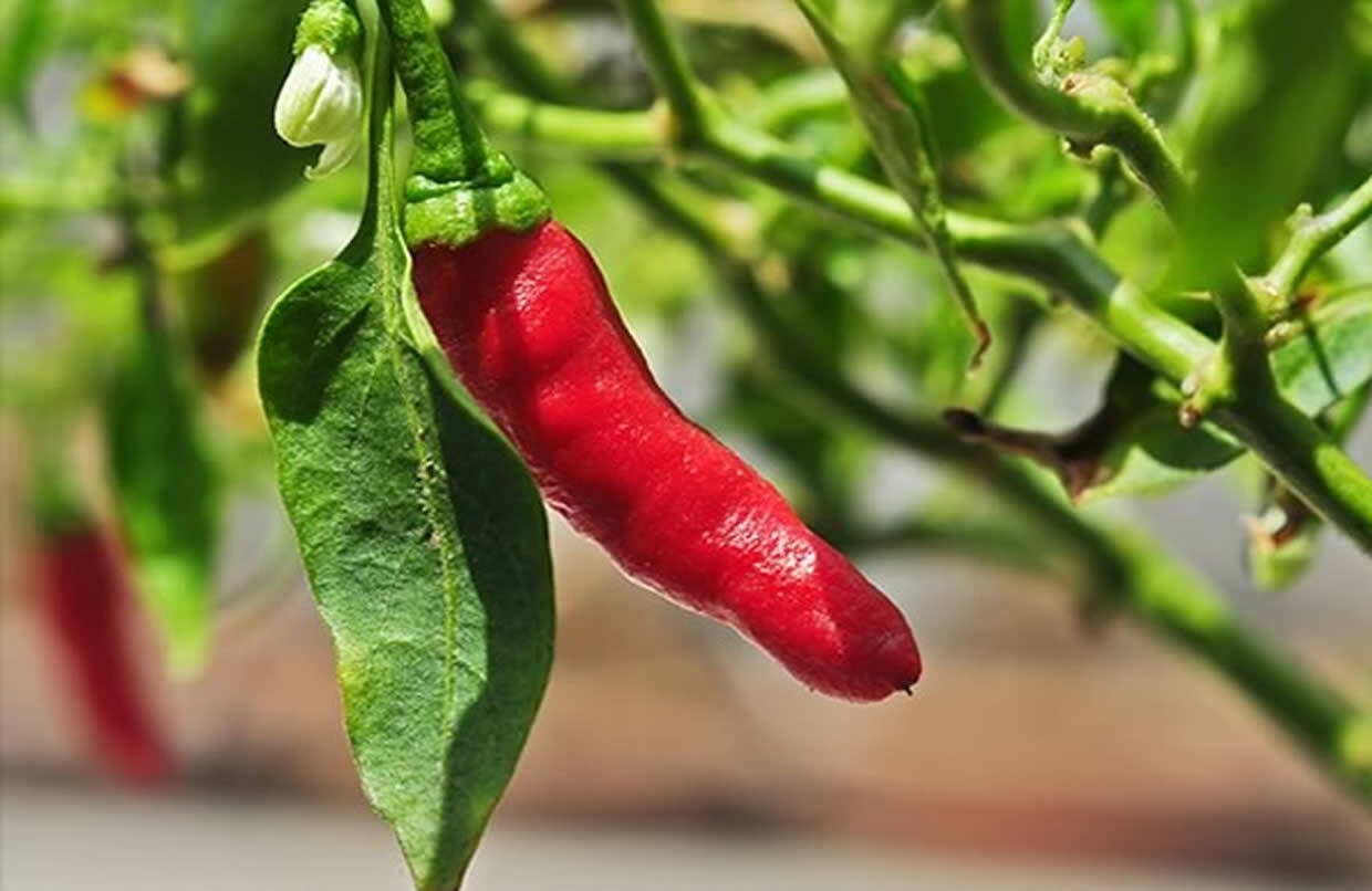 Piment : comment semer, planter, entretenir et récolter - jaime-jardiner.com