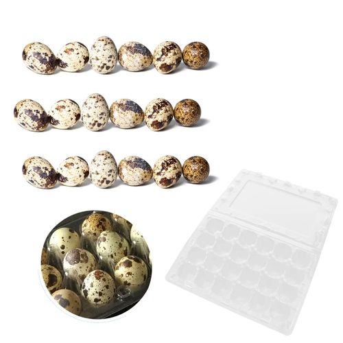 ALVEOLES OEUFS DE CAILLES DE 30 ( Lot De 50 Alvéoles)