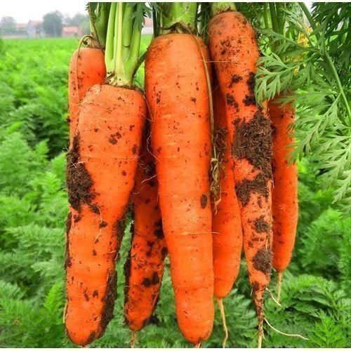 Graines de carotte, carottes fruits, quatre saisons, printemps, automne, légumes d'hiver, graines de carotte
