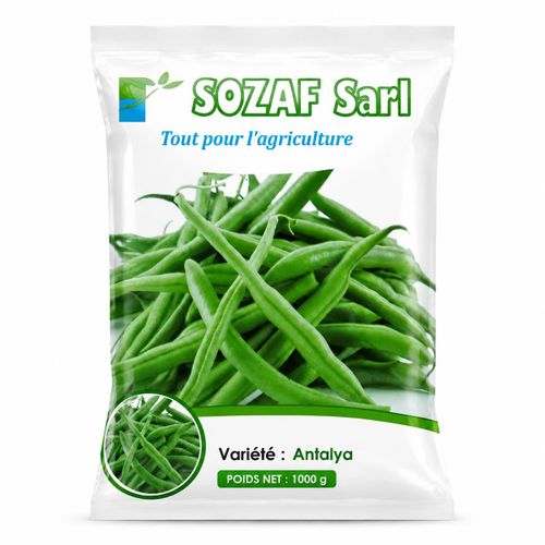SOZAF Sarl – Graines de Haricot Vert ANTALYA – 1 KG