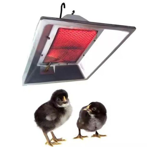 RADIAN A GAZ POUR LE CHAUFFAGE DES POUSSINS