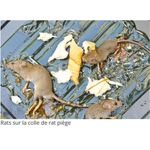 product_image_name-Generic-Super Colle ORIGINALS. Glu Anti-rongeurs En Tube Pour Rat, Souris. Piège à Souris Et Rats-4