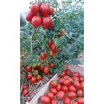 product_image_name-Generic-super gro - 100% bio - engrais liquide concentre - stimulater de croissance des plantes-3