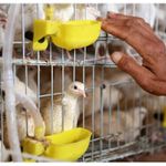 product_image_name-Generic-Lot de 12 abreuvoirs automatiques pour volailles (poulets, cailles, pigeons) abreuvoir pour cailles, lot de 12, compatible avec pigeons, cailles.-3