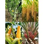 product_image_name-Generic-ENGRAIS SUPER GRO 5L 1 CARTON + 1 TEE SHIRT-3