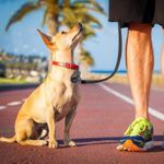 product_image_name-Generic-2PCS Dispositif anti-perte intelligent Bluetooth, localisateur de clés, animaux de compagnie et objets.-3