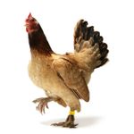 product_image_name-Generic-Lot 100 Anneaux de pieds ou boucles de pieds pour volailles (Poulets, pintades, canards, cailles, oies et dindons)  couleur  ROUGE-3