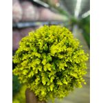 product_image_name-Generic-BALLE DE PAILLE ARTIFICIEL-2