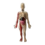 product_image_name-EDITIONS AUZOU-JE DÉCOUVRE LE CORPS HUMAIN -2