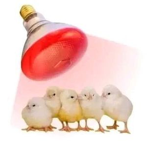Genetic Ampoule chauffante 250 watts 