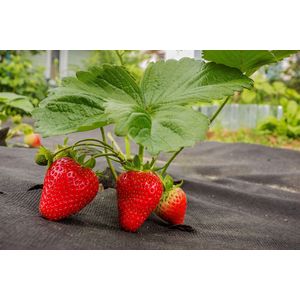 AGROTEX Toile de Paillage 80 - Blanc/Noir Anti-Adventices 1,6 x 100 m