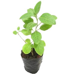 Lot de 100 sachets de pépinières ou de plantation ou de cultures 8X18 cm, 50 microns