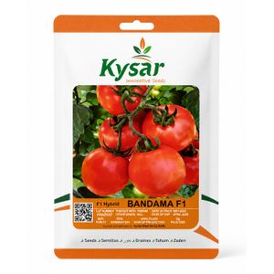 Semences de Tomate Hybride F1 Kysar BANDAMA F1 – 5 g