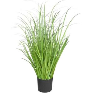 Plantes de Fleur 