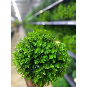 BALLE DE PAILLE ARTIFI