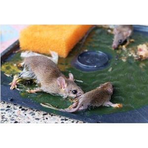 Super Colle ORIGINALS. Glu Anti-rongeurs En Tube Pour Rat, Souris. Piège à Souris Et Rats
