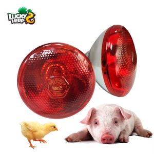 Ampoule de chauffage ferme  en 3 secondes -800 poussins 250w  