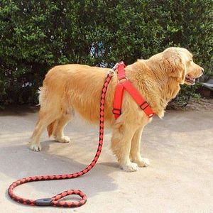 Agréable Laisse De Chien Pour  Adulte