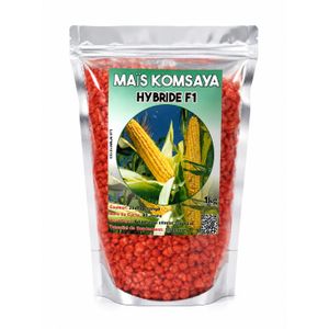 Semences de Maïs  Hybride F1 1Kg – Haut Rendement –– Adapté au Climat Tropical