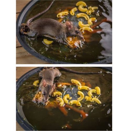 Super colle pour souris de grande taille, efficace, découpable, tuant les  rats, couverture, pâte à souris, ferme, ménage, outil antiparasitaire DDJ,  120x28cm - AliExpress