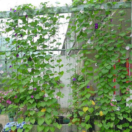 product_image_name-Generic-Plantes grimper Rattan cadre ornement fleur rack fleurs plantes artisanat suspendu décor jardinage net, taille: 1,8 x 1,8 m-5