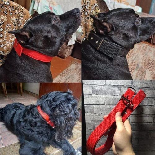 Generic Collier de dressage solide en nylon pour chiens QLTE ADD - image 2