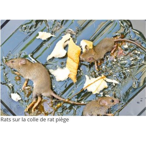 product_image_name-Generic-Super Colle ORIGINALS. Glu Anti-rongeurs En Tube Pour Rat, Souris. Piège à Souris Et Rats-4