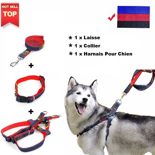 Le top des harnais pour les chiens de petite taille