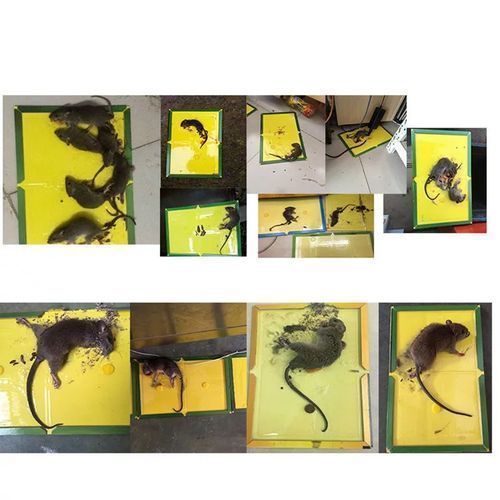 Generic Attrape Souris Super Colle - image 2