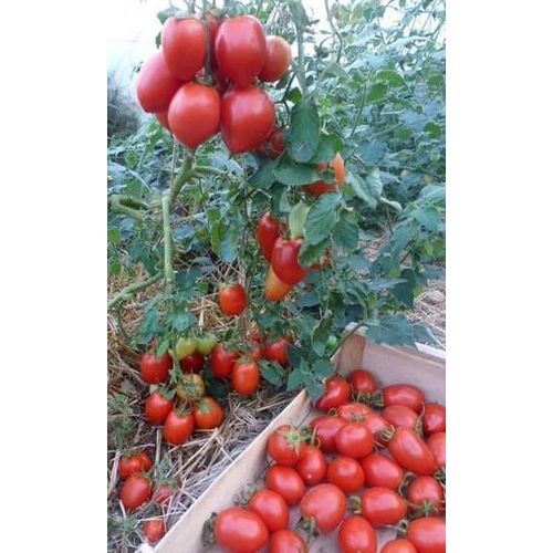 product_image_name-Generic-super gro - 100% bio - engrais liquide concentre - stimulater de croissance des plantes-3