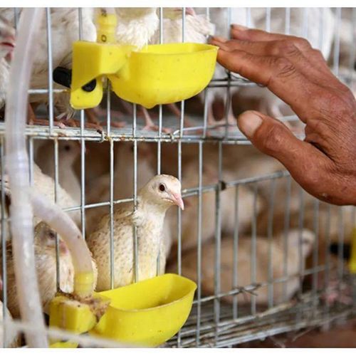 product_image_name-Generic-Lot de 12 abreuvoirs automatiques pour volailles (poulets, cailles, pigeons) abreuvoir pour cailles, lot de 12, compatible avec pigeons, cailles.-3