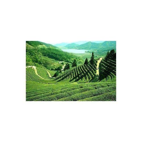 Generic Puissant Thé VERT BH - image 2