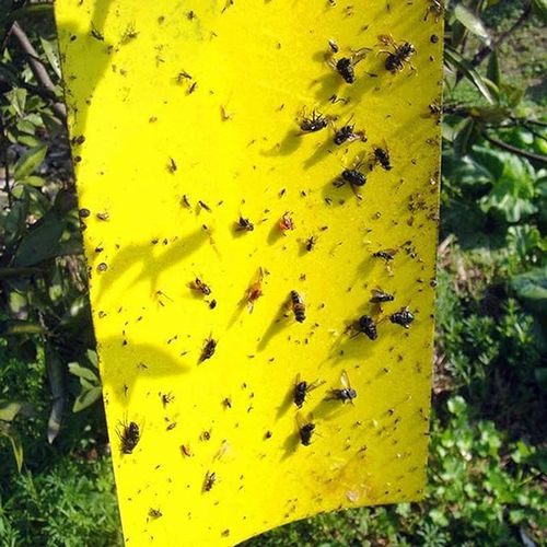 50 Pack Pièges Collants Pour Une Utilisation Intérieure /Extérieure, Piège  Gnat Pour Insecte Végétal Volant, Pièges à Mouches des Fruits d'intérieur  50 Pack, Sticky Gnat Traps Killer