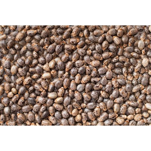 product_image_name-Generic-Grains de ricin-1
